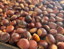 chesnuts