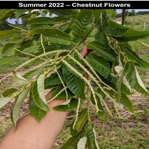 chestnut flowers